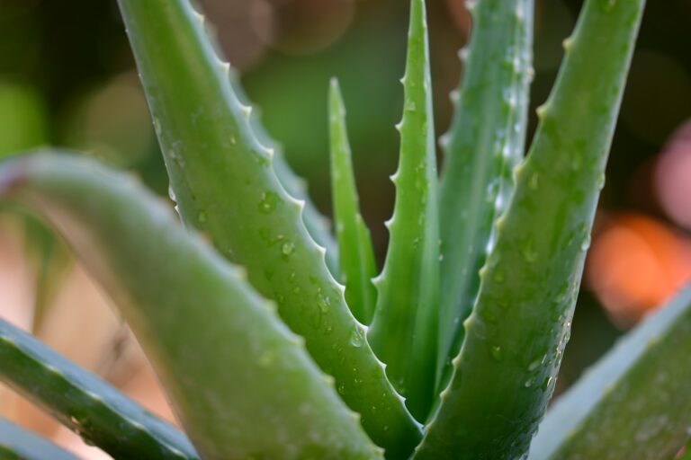 izbove rastliny aloe vera 